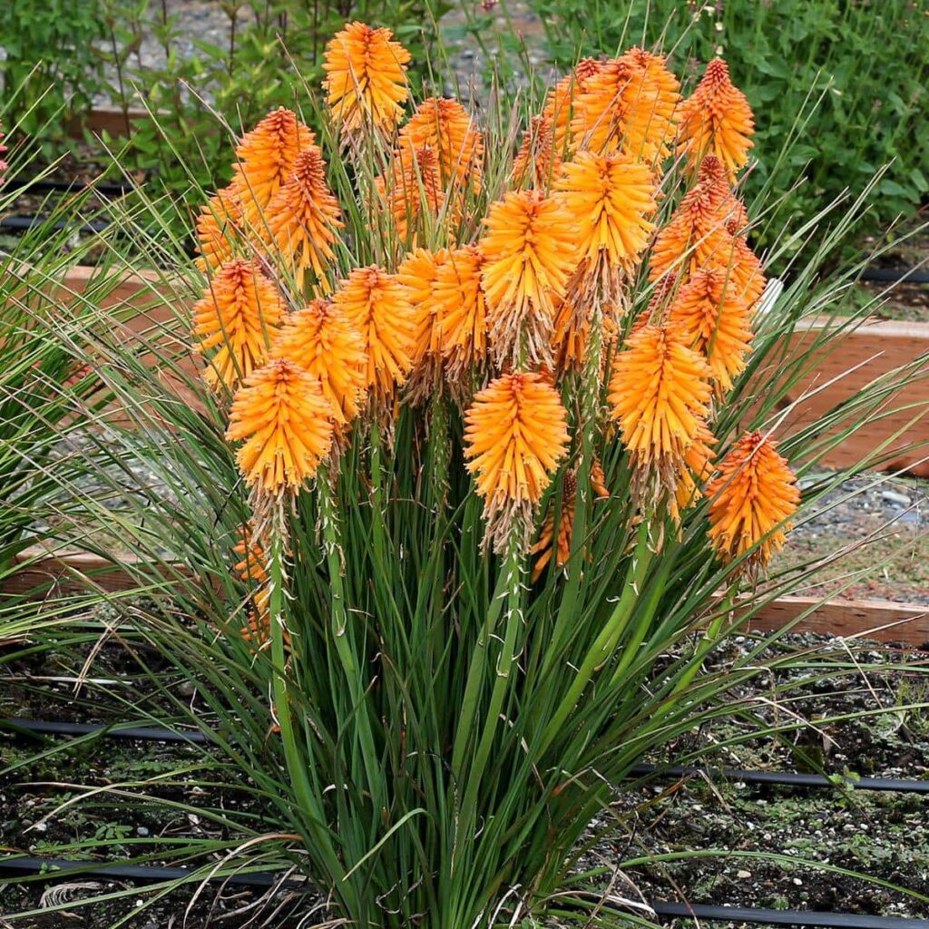 Kniphofia 'Poco™ Orange' 6