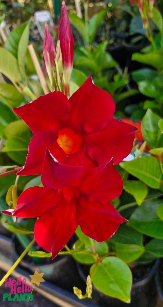 A Mandevilla 'Aloha Red' in a 6" pot, featuring vibrant blooms set against lush green foliage.