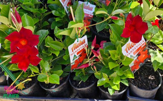 Aloha Red mandevilla plants thrive outdoors in 6" pots, each labeled "Mandevilla 'Aloha Red'," highlighting their tropical charm.