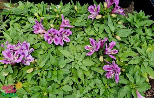 The Alstroemeria 'Mulan' Princess Variety, with its striped purple petals interspersed among lush green foliage, evokes a scene as enchanting as Mulan's garden.