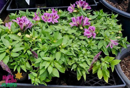 The Alstroemeria 'Mulan' Princess Variety, featuring lush green leaves and vibrant pink flowers, displayed in elegant black containers, creates a stunning visual.