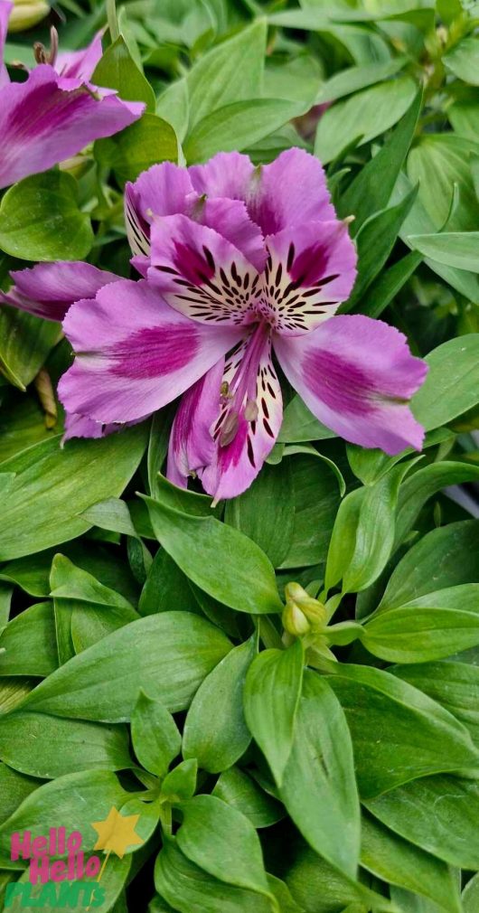 The Alstroemeria 'Mulan' Princess Variety is reminiscent of Mulan's grace, featuring dark markings and surrounded by lush green leaves.