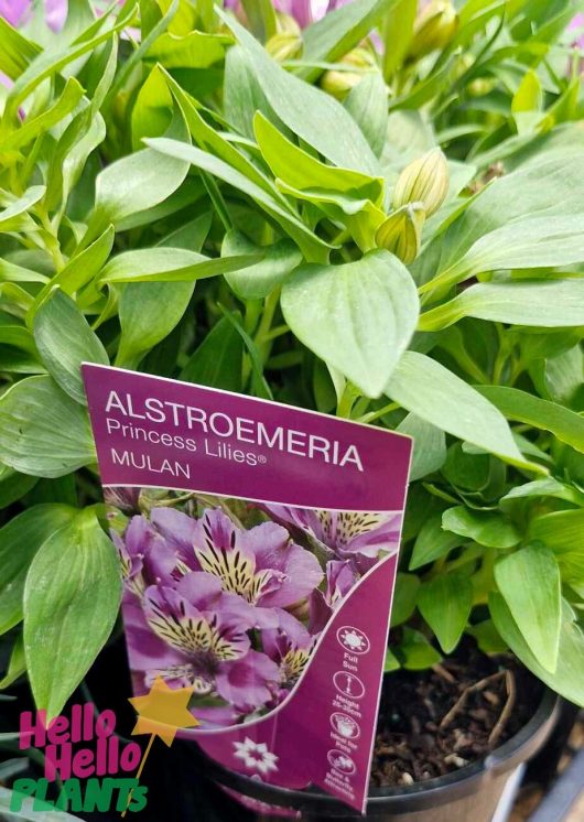 A pot of Alstroemeria 'Mulan' Princess Variety features green leaves and pinkish-purple flowers adorned with charming speckled patterns, along with a label.