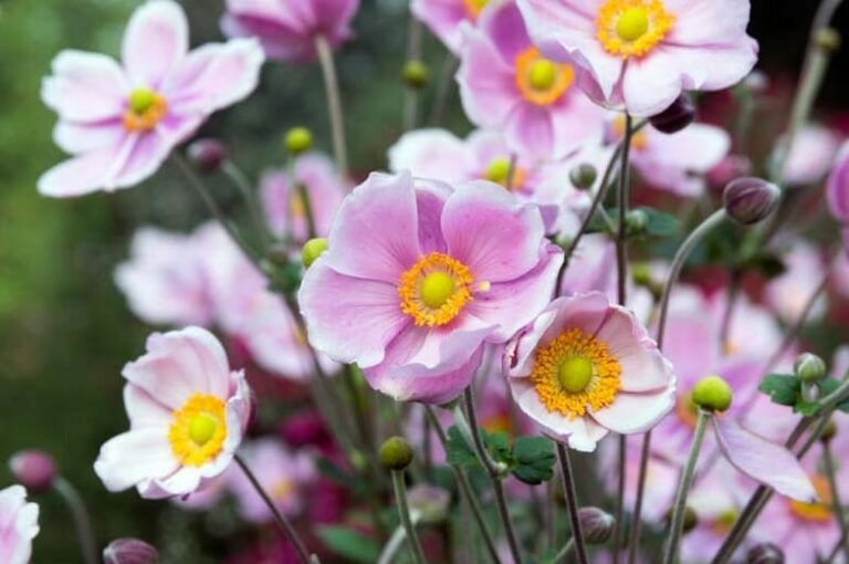 Anemone 'Single Pink' Windflower 6" Pot Hello Hello Plants & Garden