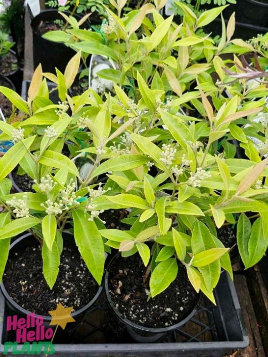 Backhousia 'Lemon Scented Myrtle' in a 6" pot, with green leaves and small white buds, sits on a black plastic tray. A partial logo enhances its presentation in the bottom left corner.