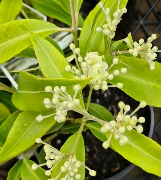 A close-up of Backhousia 'Lemon Scented Myrtle' in a 6" pot showcases its bright green leaves and small budding white flowers, with a hint of lemon scent, against a blurred background.