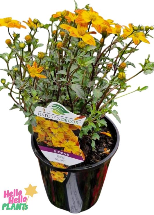 This lush plant in a 6" pot features vibrant yellow flowers and a label reading "Bidens 'Bees Alive'," adding a cheerful touch to any space.