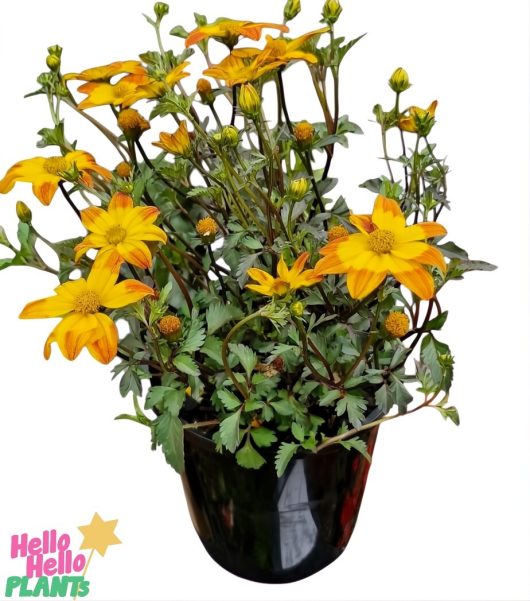 Bidens 'Bees Alive' 6" pot features vibrant yellow-orange flowers and lush green leaves in a sleek black container, perfect for attracting bees to your garden.