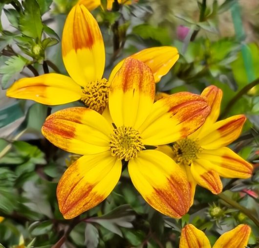 Bidens 'Bees Alive' 6" Pot showcases vibrant yellow flowers with orange-tipped petals against lush green leaves.