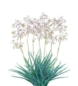 Dianella 'Clarity Blue™' Flax Lily - Hello Hello Plants