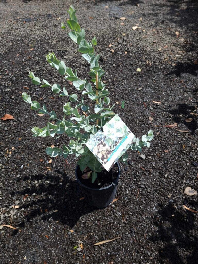 Eucalyptus albida 'White Leaved Mallee' 6