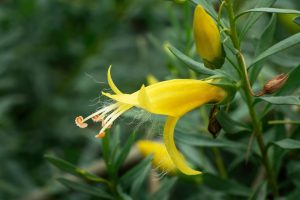 A close-up image of a yellow, trumpet-shaped Eremophila 'Winter Gold' Emu Bush flower with long, white stamens, surrounded by lush green foliage.