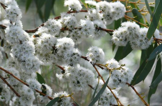 Eucalyptus pauciflora Snow Gum fluffy white snow flowers on australian gum tree