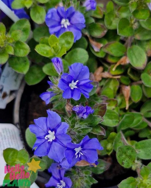 Close-up of the vibrant Evolvulus 'Blue My Mind®' flowers with small white centers, nestled among lush green leaves, making it perfect for a 6" pot.