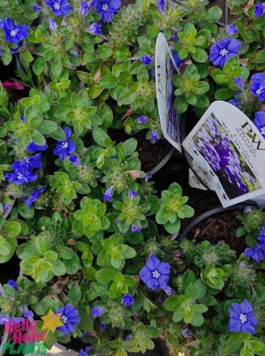 Close-up of green foliage with small blue-purple flowers, labeled "Evolvulus 'Blue My Mind®' 6" Pot," nestled among the leaves.