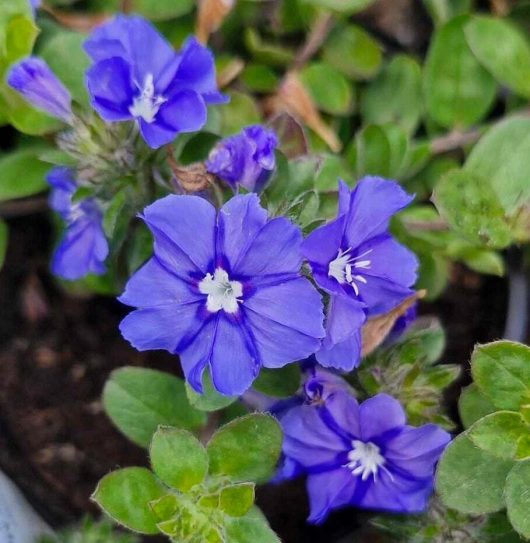 Close-up of Evolvulus 'Blue My Mind®' with its vibrant purple flowers featuring white centers, flourishing in a lush green backdrop—a perfect addition to any space in a 6" pot.