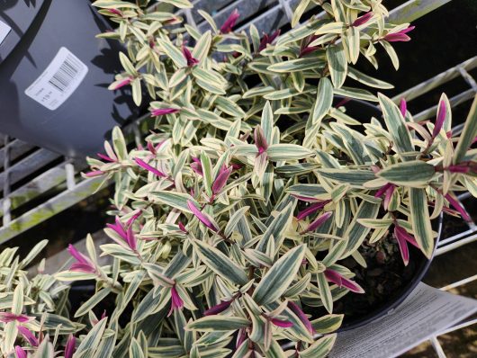 A beautifully elegant Hebe 'Orphan Annie' 8" pot featuring variegated green and cream leaves with pinkish-purple buds is gracefully displayed on a metal shelf.