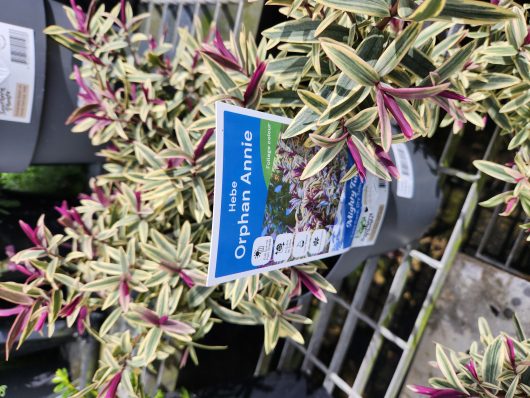 A potted plant featuring leaves in variegated green and cream shades, highlighted with purple hues, carries a label that reads "Hebe 'Orphan Annie' 8" Pot.