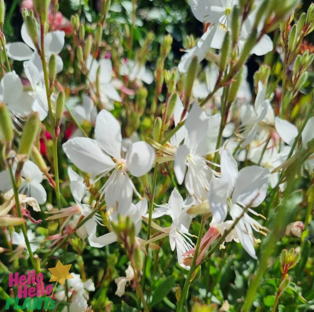 Gaura Belleza 'White' Butterfly Bush 4