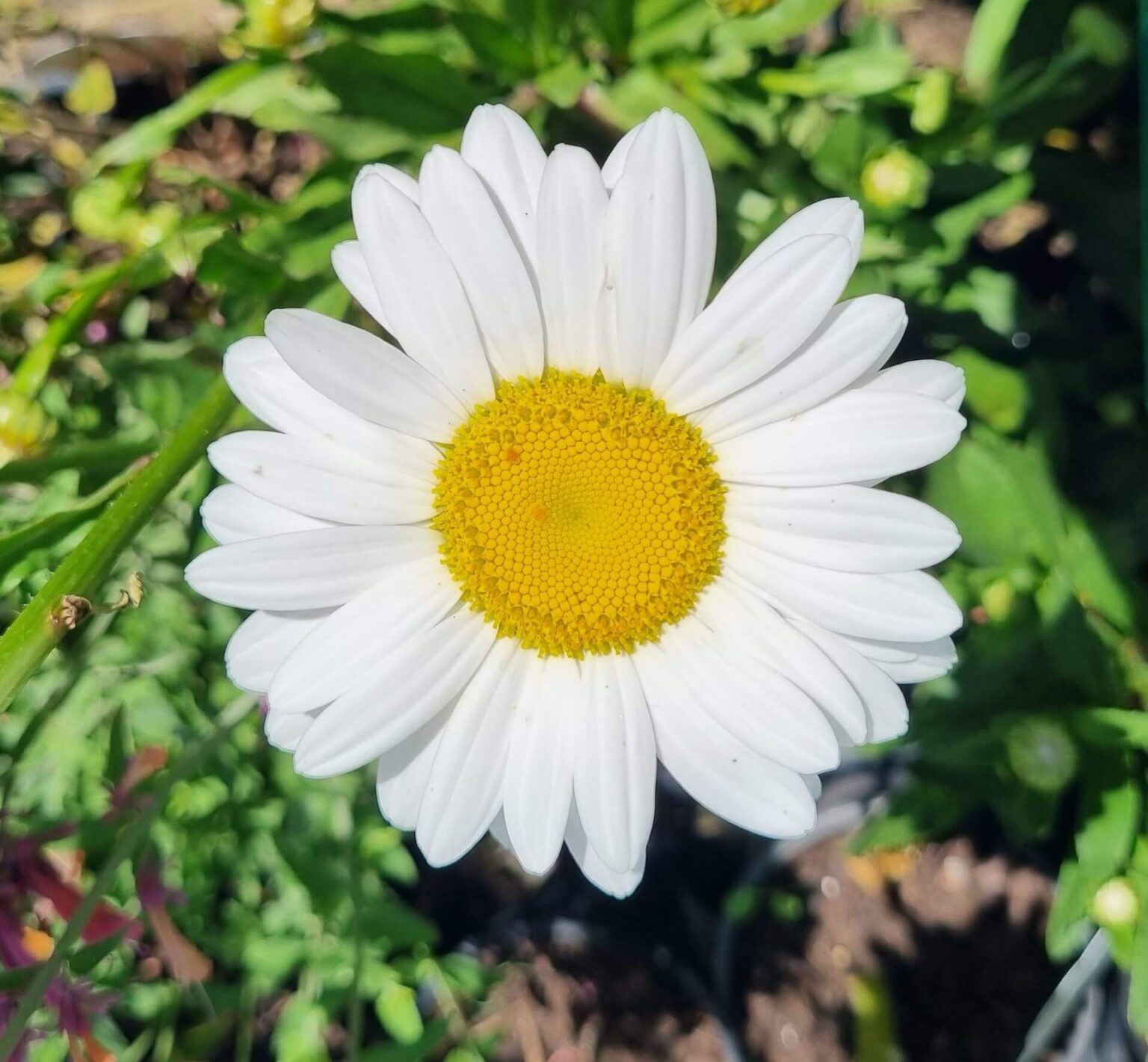 Leucanthemum 'Shasta Daisy' - Hello Hello Plants