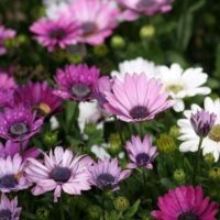 Osteospermum 'Purple and White Mix' 3