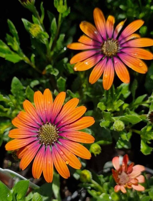 Two vibrant orange and purple Alstroemeria 'Mulan' Princess Variety flowers glisten with water droplets, surrounded by lush green leaves.