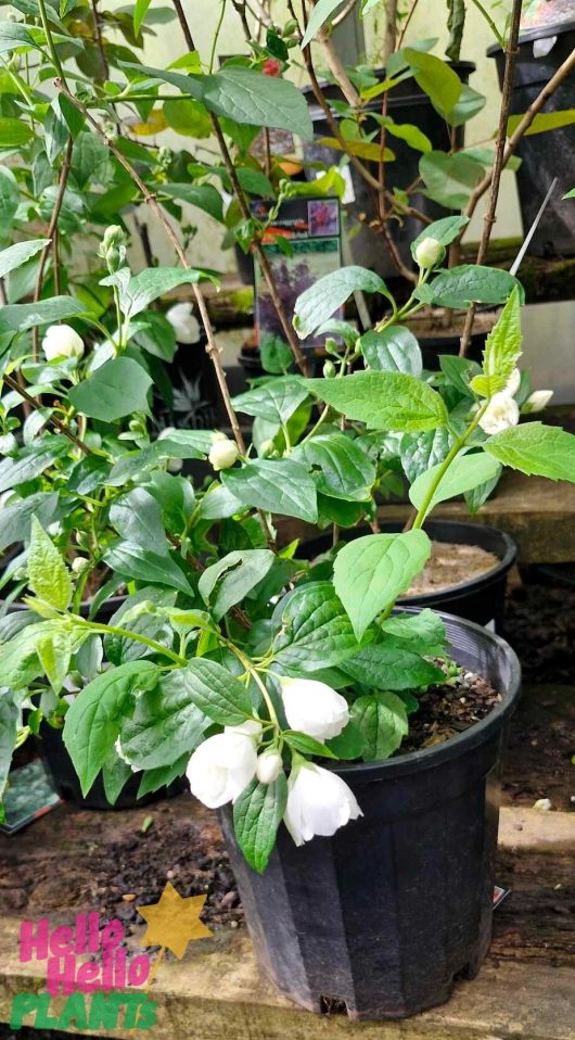 A Philadelphus 'Mexican Mock Orange' in an 8" black plastic pot, showcasing its white blooms and green leaves, is elegantly placed among other potted plants.