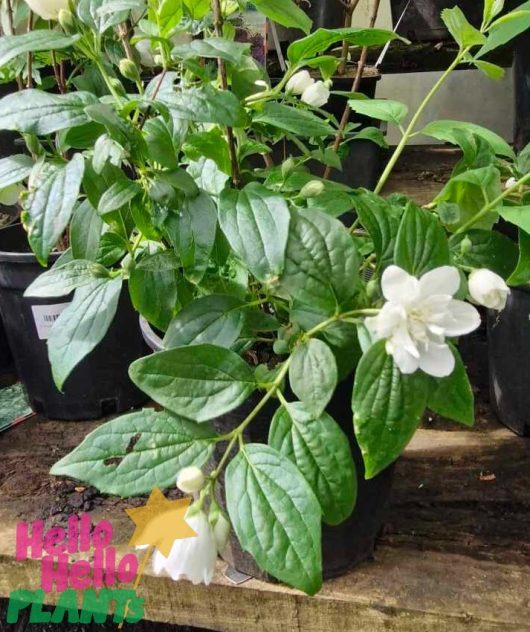 The Philadelphus 'Mexican Mock Orange' 8" Pot flourishes with its dark green leaves and small white flowers, beautifully displayed on a wooden surface.