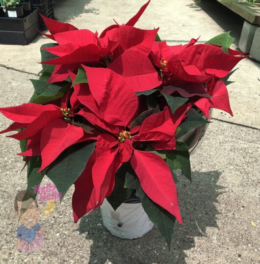 Euphorbia 'Poinsettia' Red 8'' Pot