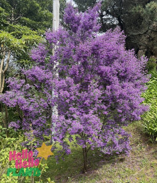 The Prostanthera 'Round Leaf' Mint Bush features dense clusters of purple flowers set against vibrant green foliage. A colorful sticker in the bottom left corner cheerfully says "Hello friend.