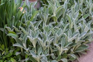 In a garden setting, a dense growth of fuzzy, gray-green lamb's ear leaves pairs beautifully with the vibrant Hebe 'Orphan Annie' 8" Pot.