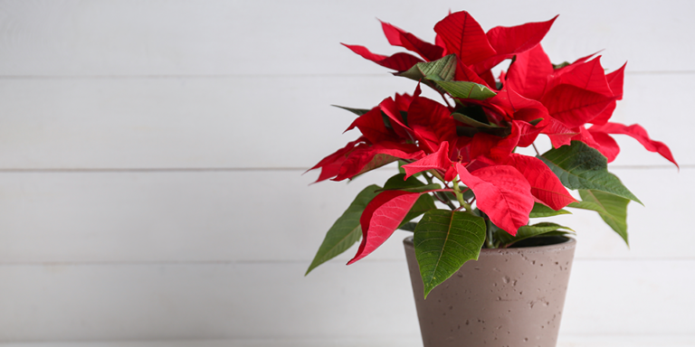 Euphorbia 'Poinsettia' Red 6'' Pot - Hello Hello Plants & Garden Supplies