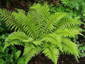 Polystichum 'Japanese Tassel Fern' 6