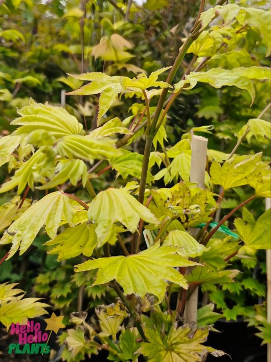 In a garden, Acer 'Golden Full Moon Maple' in a 13" pot thrives with light green serrated leaves and slender stems that elegantly support the foliage, adding sophistication to any landscape.