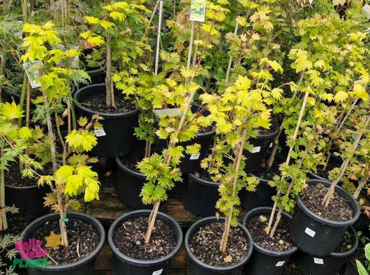 Acer 'Golden Full Moon Maples' with green and yellow leaves are elegantly displayed in several black containers, each nestled perfectly within a 13" pot.