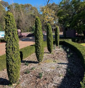 A row of four tall, narrow hedges grows in a landscaped garden area on a sunny day, with Lantana montevidensis 'Trailing Lantana' 6" Pot adding vibrant color. Trees without leaves and evergreen shrubs are visible in the background.