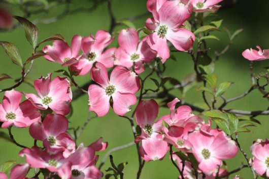 The Cornus 'Pink Flowering Dogwood' in a 16" pot showcases its pink blossoms beautifully, accompanied by vibrant green leaves and branches set against a softly blurred green background.