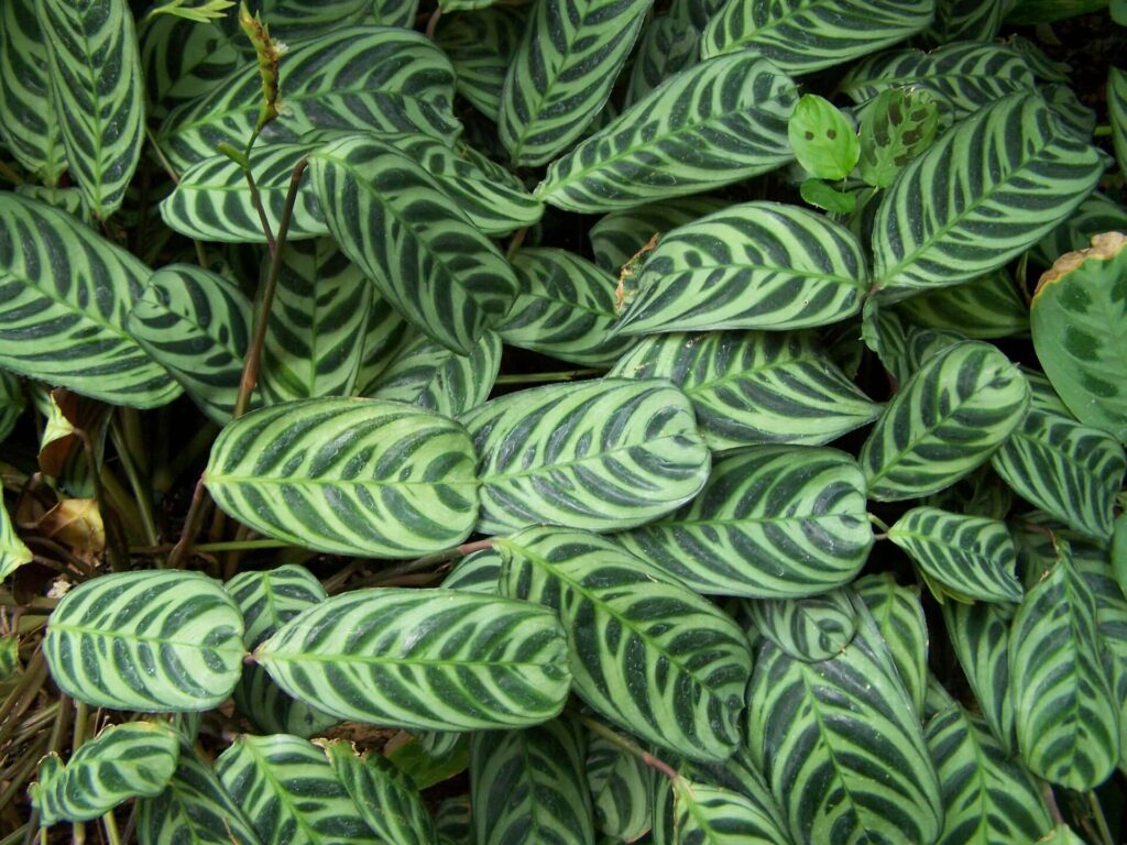 Ctenanthe 'Fishbone/Prayer Plant' - Hello Hello Plants & Garden Supplies