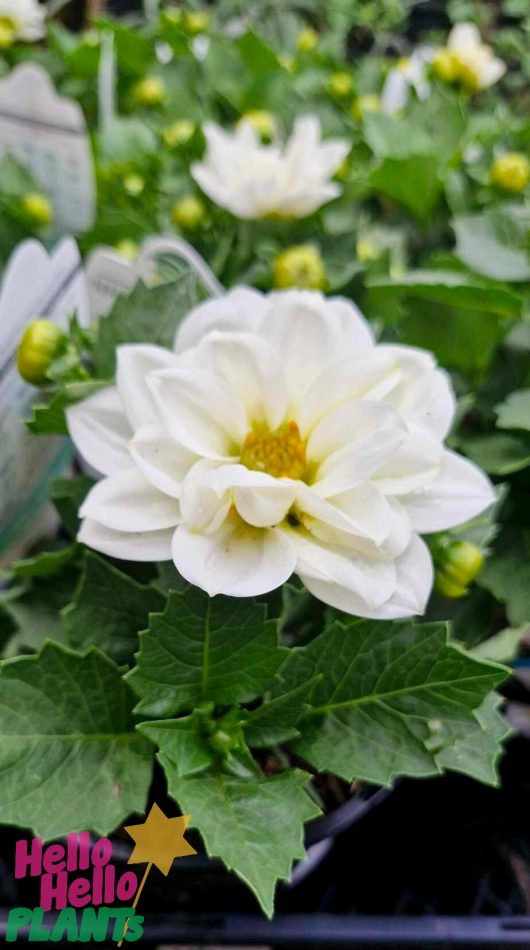 The Dahlia Dalina® 'Maxi Lopez' in a 6" pot showcases its beautiful white petals with a striking yellow center, surrounded by lush green leaves. The backdrop highlights similar Dahlia Dalina® blossoms, creating a harmonious floral scene.