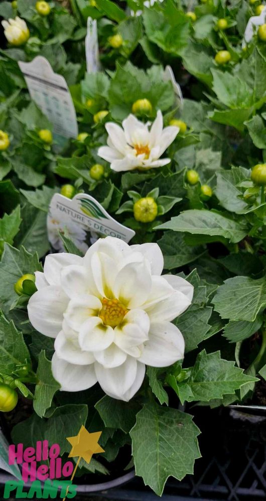 Dahlia Dalina® 'Maxi Lopez' in a 6" pot, featuring white blooms complemented by green foliage, displayed in a garden setting with partially visible plant tags.