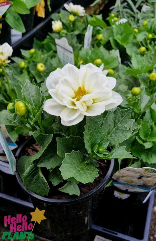 The Dahlia Dalina® 'Maxi Lopez', featuring white blooms and green leaves in a 6-inch black pot, is displayed among other plants at a garden center.