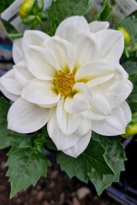 Close-up of a Dahlia Dalina® 'Maxi Lopez' flower with layered white petals and a yellow center, surrounded by green leaves, elegantly blooming in its 6" pot.