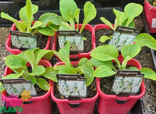 A set of six young Digitalis 'White Foxgloves' plants in 4" pots are neatly arranged in two rows within red containers.