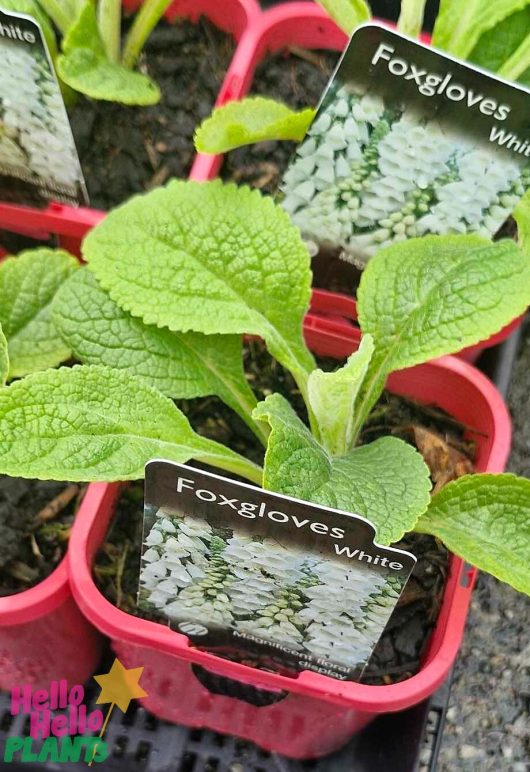 The Digitalis 'White Foxgloves' in 4" pots, featuring lush green leaves and elegant red containers, are attractively displayed.