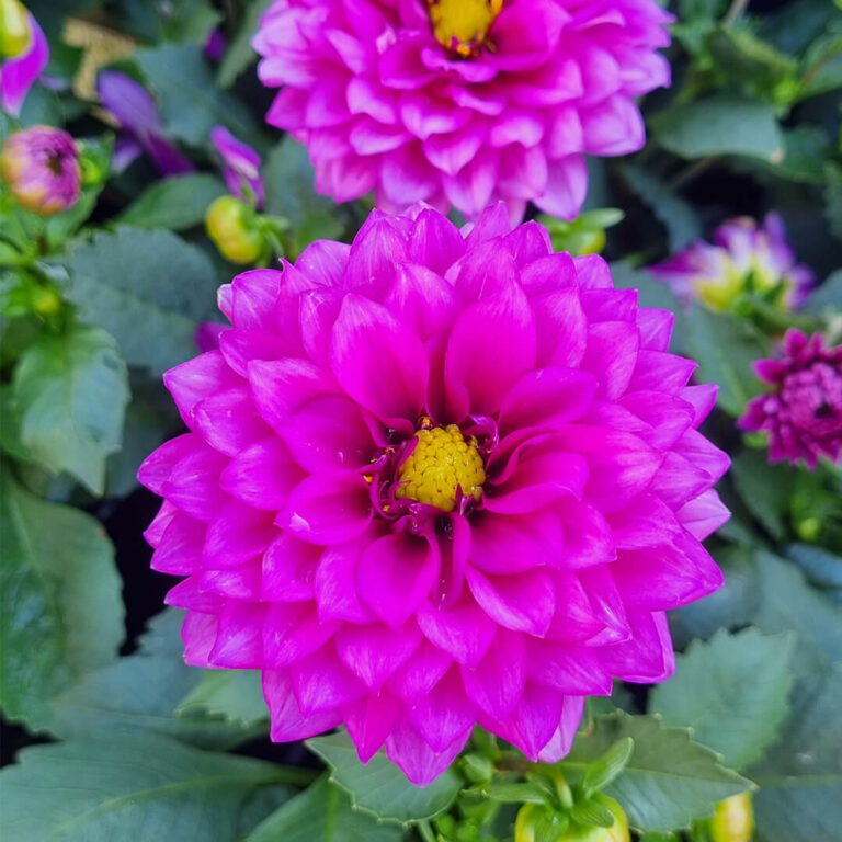 Dahlia Dalina® Maxi Castillo 6 Pot Hello Hello Plants