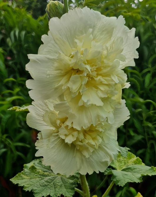 Close-up of a Hollyhock 'Spring Lemon' flower with layered petals, blooming among lush green foliage in a 4" pot.