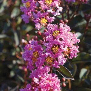 Lagerstroemia 'Diamonds In The Dark®' (Lavender Lace) Crepe Myrtle 8 ...