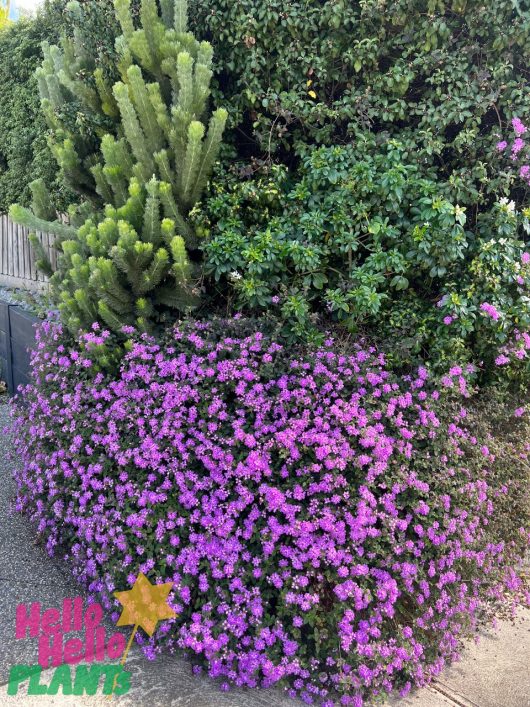 A dense bush covered in small, vibrant purple flowers, identified as Lantana montevidensis 'Trailing Lantana' 6" Pot, is situated next to a tall, green plant with needle-like leaves, all surrounded by lush green foliage. A logo in the bottom corner says "Hello Hello Plants".