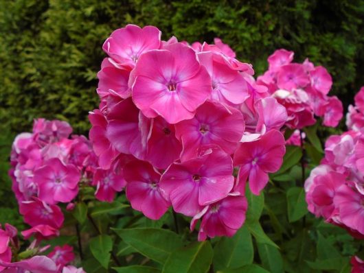 Close-up view of bright pink Phlox 'Bubblegum' 6" Pot flowers in a cluster, surrounded by green leaves, thriving beautifully.