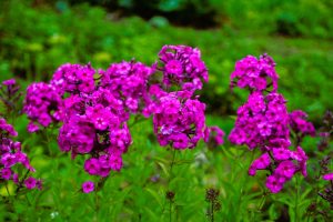 Clusters of vibrant Phlox 'Bubblegum' 6" Pot flowers bloom against a blurred, green background.